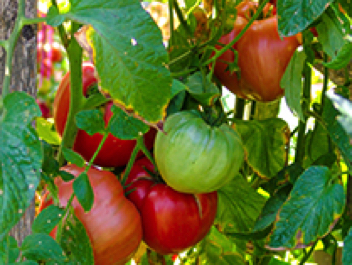 brandywine pink heirloom tomato